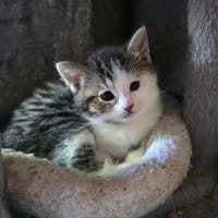 Boum, chatte à adopter