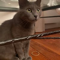Gigi, chatte à adopter
