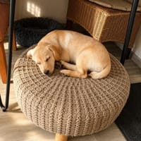 Lotte - kleine Wuschelmaus 🤗, Hündin zur Adoption