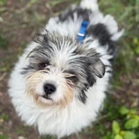 Kika - ein Wunder auf drei Pfötchen😇, Hündin zur Adoption