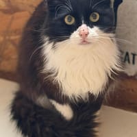 Zorro, Kater zur Adoption