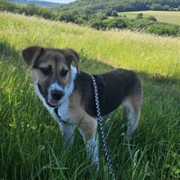 Bonnie PLZ 55444, Hündin zur Adoption