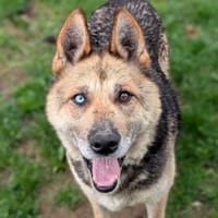 PUMPKIN sucht liebevolles Zuhause, Hündin zur Adoption