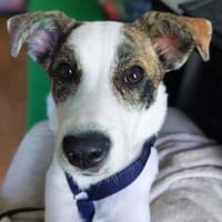 Kira - ist stürmisch, Hündin zur Adoption