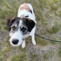 Sanfte Nele🌺 sucht liebe Hundekenner, Hündin zur Adoption