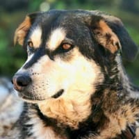 Millow - ist liebenswert, Hund zur Adoption