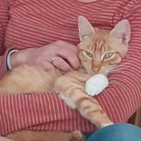 Porthos - Charmeur auf 4 Pfoten, Kater zur Adoption