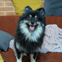 Mini-Spitz-Hündin, 5 Jahre alt, Hündin zur Adoption