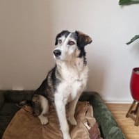 Freundlicher STEVIE sucht sein Zuhause!, Hund zur Adoption