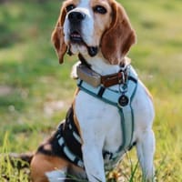 Oskar - Charmant, freundlich & fröhlich, Hund zur Adoption