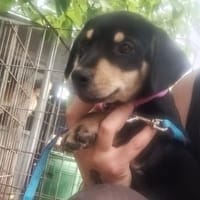 Panka- im Tierheim geboren, Hündin zur Adoption