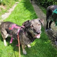 Bonnie, freundlich, ruhig und lieb, Hündin zur Adoption