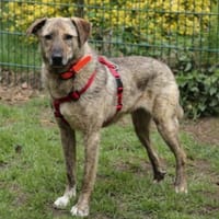 Gambit sucht ein ruhiges Zuhause, Hund zur Adoption