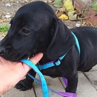Zseton ist im Tierheim geboren, Hund zur Adoption