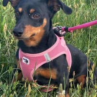 Henry - einfach abgeschoben, Hund zur Adoption