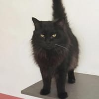 Dringend!!  Cain- bildschön&verschmust, Kater zur Adoption