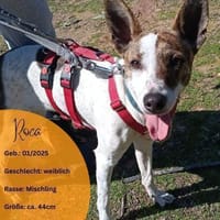 ROCA, w., kastr., Podenco, ca. 44 cm, Hündin zur Adoption