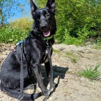 Alvin sucht sein Zuhause, Hund zur Adoption