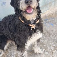 Timoteo sucht seine Menschen, Hund zur Adoption