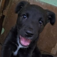Welma, Hündin zur Adoption