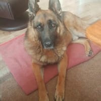 ASTOR - etwas stürmischer Menschenfreund, Hund zur Adoption