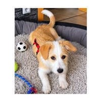 Nehle - wartet in 46238 Bottrop, Hündin zur Adoption