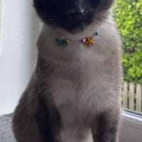Yoki eine Bilderbuchkatze in Bayern, Katze zur Adoption