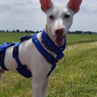 Zarter kleiner Podenco sucht sein Zuhaus, Hund zur Adoption