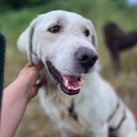Sparky Golden Retriever Mischling, Hund zur Adoption