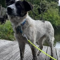 Hummel die Liebe / in 82284, Hündin zur Adoption