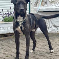 Fröhlicher Rio sucht seine Menschen, Hund zur Adoption
