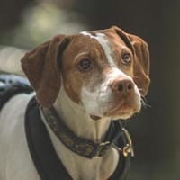 Inka1 sucht ein Zuhause, Hündin zur Adoption