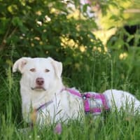 Priscilla sucht ein liebevolles Zuhause, Hündin zur Adoption