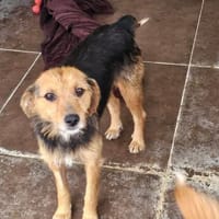 Sanfte Hündin Anuska, Hündin zur Adoption