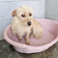 Wuschelmaus Sally, Hündin zur Adoption