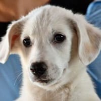 Adoptieren Sie Guendalino?, Hund zur Adoption