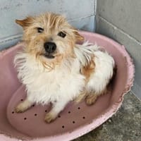 Wuschelmaus Buffy, Hündin zur Adoption