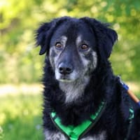 Bonnie wünscht sich ein Zuhause, Hündin zur Adoption