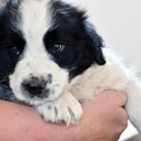 Elfo sucht liebevolles Zuhause, Hund zur Adoption