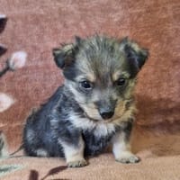 Welpe DINGO (klein bleibend), Hund zur Adoption