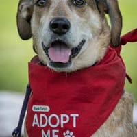 AFRICA - eine absolute Traumhündin!!!, Hündin zur Adoption