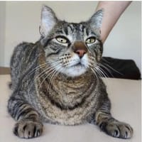 Orlando-sehr menschenbezogen& verschmust, Kater zur Adoption
