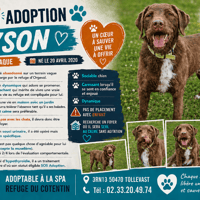 TYSON, chien à adopter