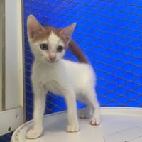 TABASCO, chat à adopter
