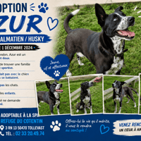 AZUR, chien à adopter