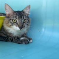 MANNY, chat à adopter