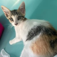 ROMINA, chatte à adopter