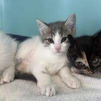 BEIJOS, chatte à adopter