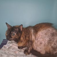 Livia, chatte à adopter