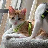 WACLAW, chat à adopter